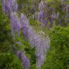 USA, New Jersey, Pine Barrens National Preserve. Wisteria flowers in forest. Art Print